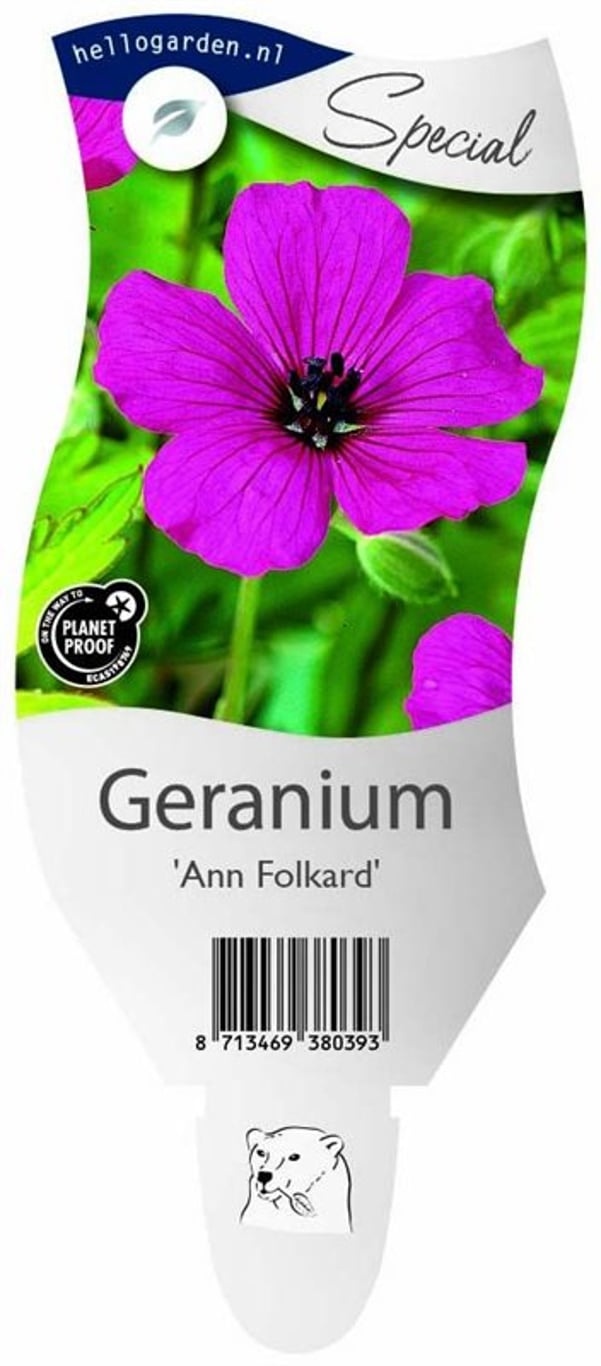 Geranium 'Ann Folkard' - P11